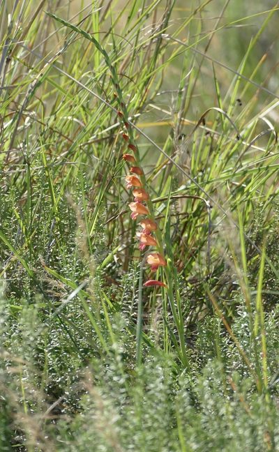 Gladiolus densiflorus, photographed by Jean-Paul Boerekamps