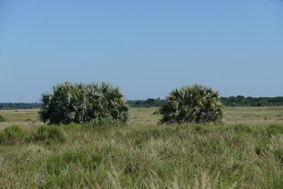 Hyphaene coriacea