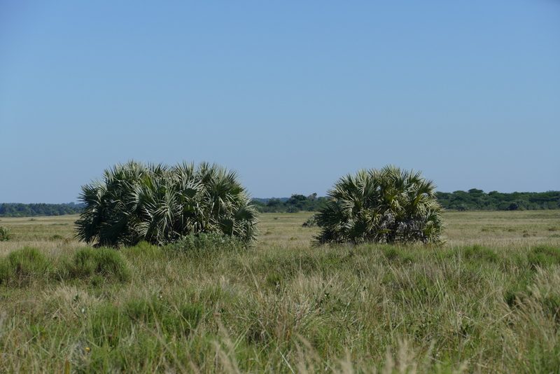 Hyphaene coriacea, photographed by Jean-Paul Boerekamps