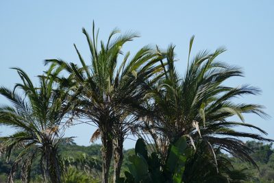 Phoenix reclinata, photographed by Jean-Paul Boerekamps