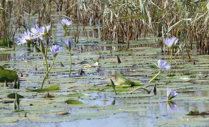 Nymphaea nouchali, photographed by Jean-Paul Boerekamps