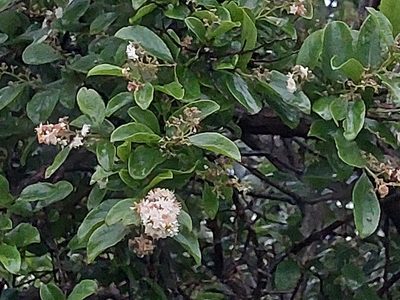 Symplocos paniculata, photographed by 胡正恆(Jackson Hu)