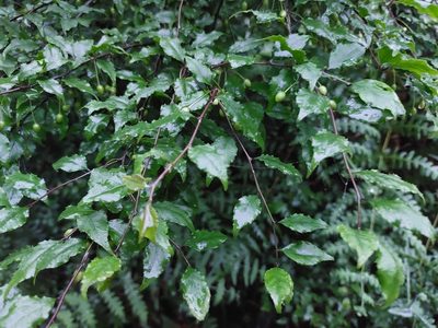 Ilex asprella, photographed by 胡正恆(Jackson Hu)