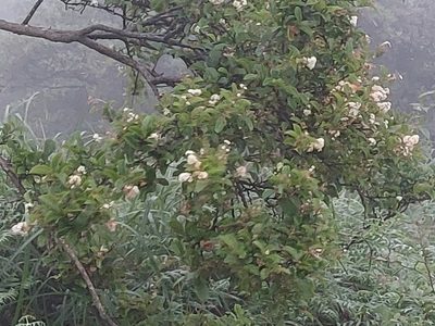 Symplocos paniculata, photographed by 胡正恆(Jackson Hu)