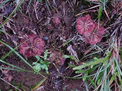 Drosera spatulata, photographed by 胡正恆(Jackson Hu)