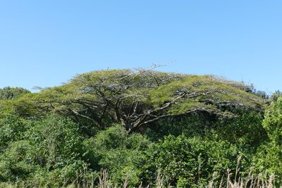 Albizia adianthifolia, photographed by Jean-Paul Boerekamps