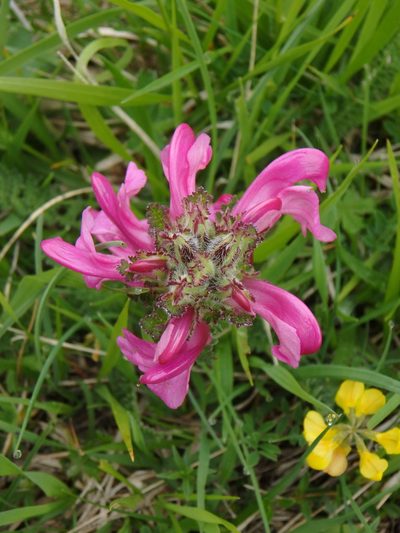 Pedicularis gyroflexa, photographed by Daniel Cahen