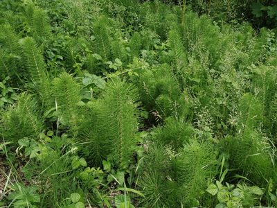 Equisetum telmateia, photographed by Margherita Ferraiuolo