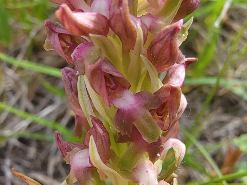 Anacamptis coriophora, photographed by Elias