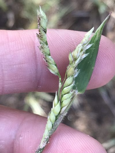 Urochloa trichopus, photographed by Ryan Donnelly