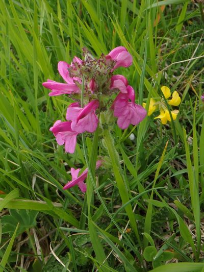 Pedicularis gyroflexa, photographed by Daniel Cahen