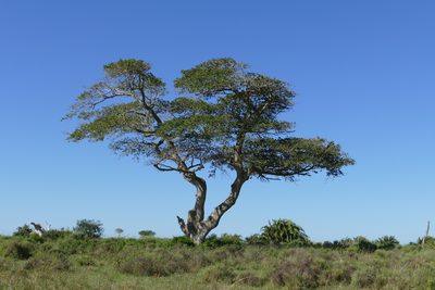 Ficus sycomorus, photographed by Jean-Paul Boerekamps