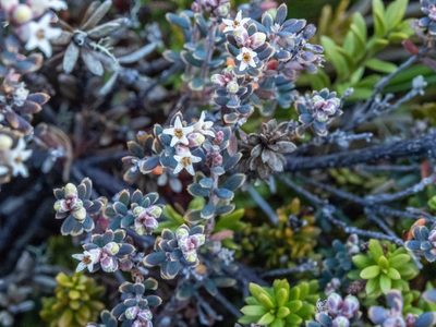 Acrothamnus colensoi, photographed by Cara-Lisa Schloots