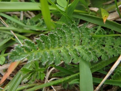 Pedicularis gyroflexa, photographed by Daniel Cahen