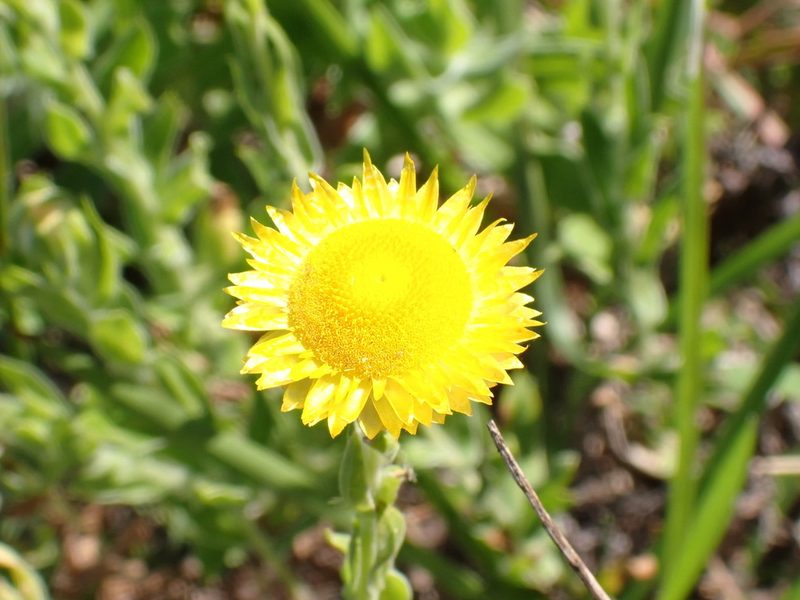 Helichrysum aureum, photographed by Jean-Paul Boerekamps