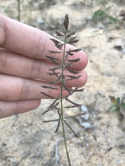 Pogonarthria squarrosa, photographed by Ryan Donnelly