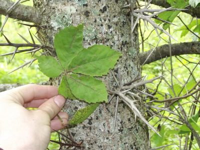 Gleditsia triacanthos, photographed by SnakeyAtWork