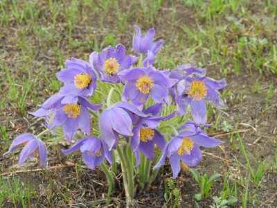 Pulsatilla patens, photographed by Анна Васильченко