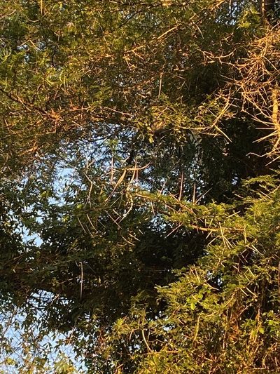 Vachellia kosiensis, photographed by Jean-Paul Boerekamps