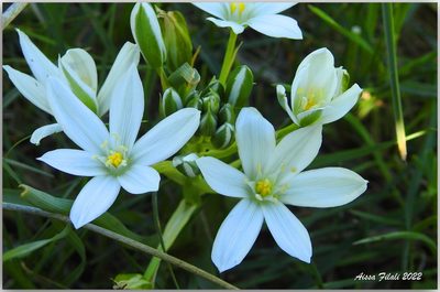 Ornithogalum baeticum, photographed by Aissa Djamel Filali
