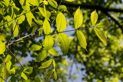 Carya cordiformis, photographed by Bill Keim