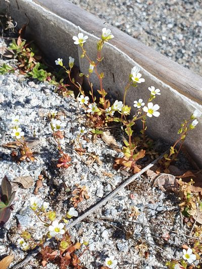 Saxifraga osloensis, photographed by Jens Ullenius