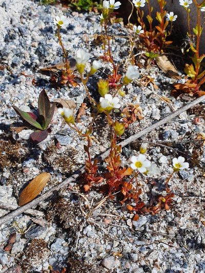 Saxifraga osloensis, photographed by Jens Ullenius