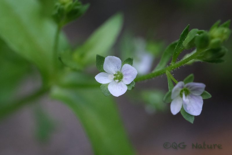 Veronica undulata, photographed by Wang.QG