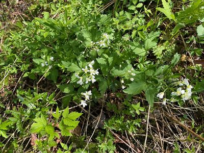 Cardamine diphylla, photographed by Tom Scavo