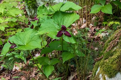 Trillium erectum, photographed by David Eberly