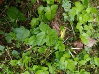 Cardamine amara, photographed by alcesevropsky