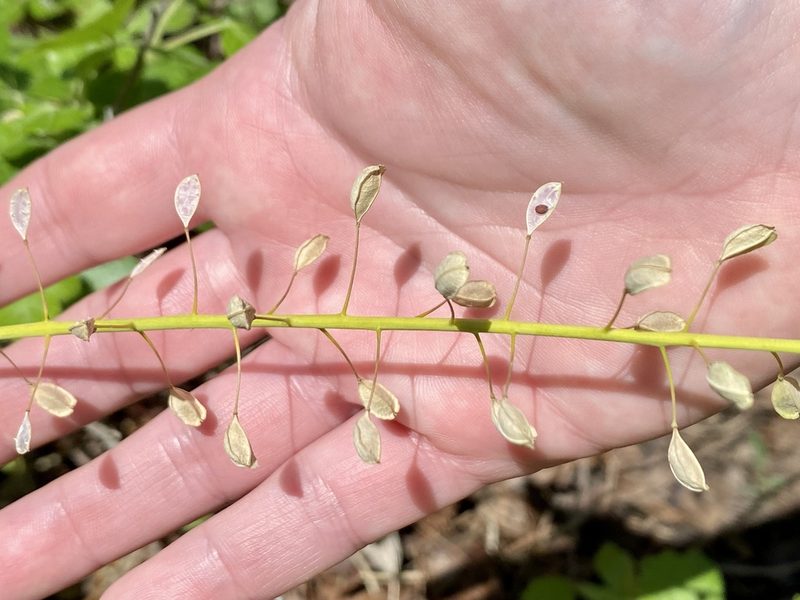 Mummenhoffia alliacea, photographed by Emily Summerbell