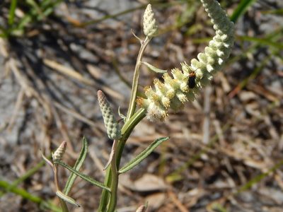 Pterocaulon pycnostachyum, photographed by Tom Lazar