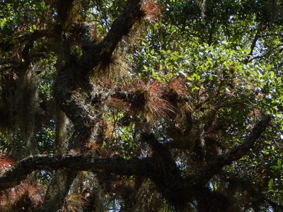 Tillandsia setacea, photographed by Tom Lazar