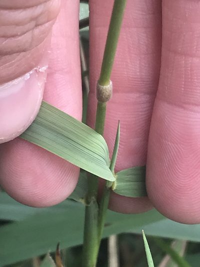 Panicum deustum, photographed by Ryan Donnelly