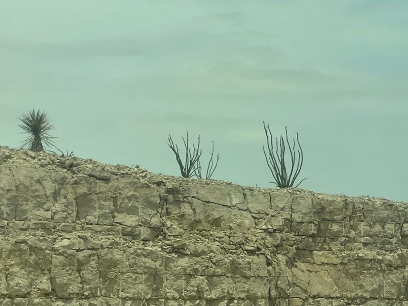 Fouquieria splendens, photographed by CK2AZ