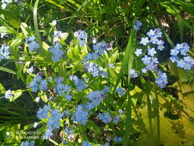 Myosotis sylvatica, photographed by Maxim Shashkov