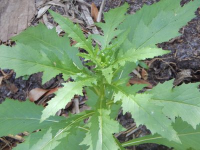 Erechtites hieraciifolius, photographed by Tom Lazar
