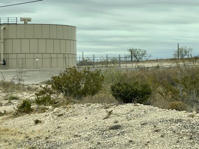 Larrea tridentata, photographed by CK2AZ