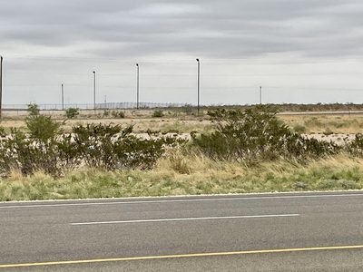 Larrea tridentata, photographed by CK2AZ