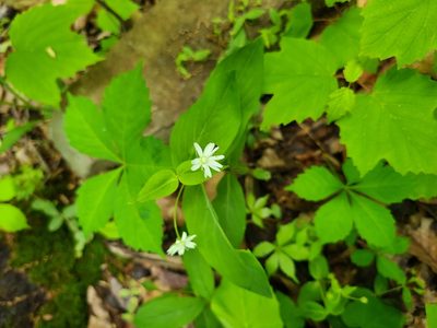 Stellaria pubera, photographed by stinger