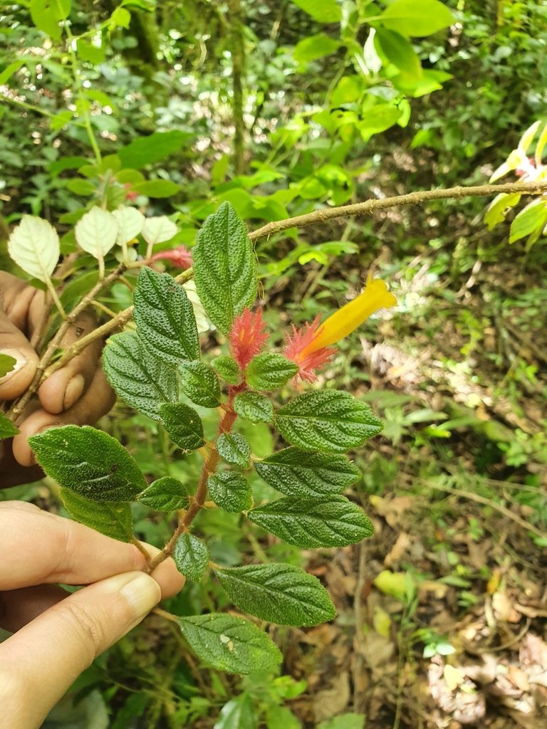 Columnea domingensis, photographed by Yolanda M. Leon