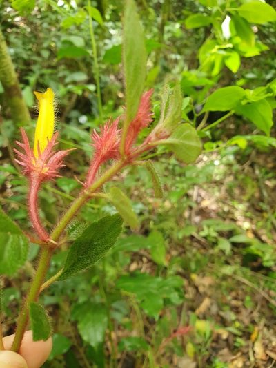 Columnea domingensis, photographed by Yolanda M. Leon