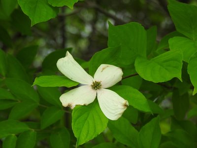 Cornus florida, photographed by sudomir