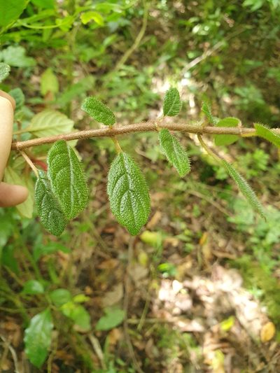 Columnea domingensis, photographed by Yolanda M. Leon