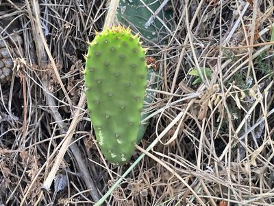 Opuntia ficus-indica, photographed by Marc Riera