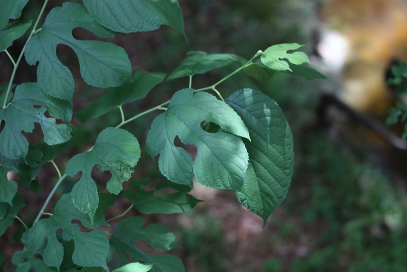 Morus rubra, photographed by Andy Jordan