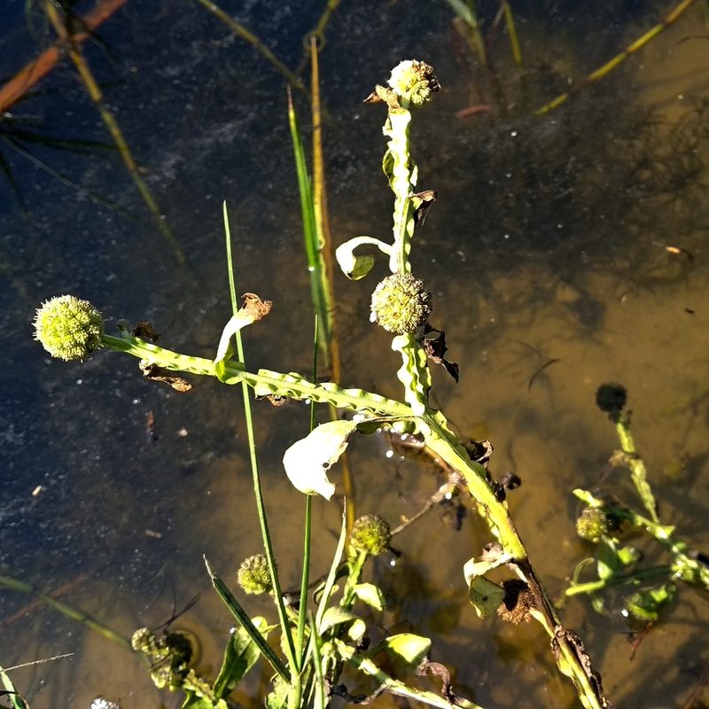 Sphaeranthus africanus, photographed by Abu Hamas