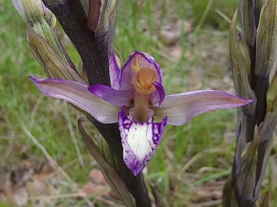 Limodorum abortivum, photographed by Elias