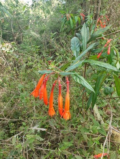 Fuchsia triphylla, photographed by Yolanda M. Leon